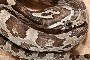 Corn Prints: Corn Snake (Pantherophis guttatus) portrait