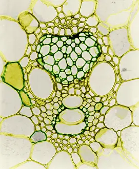 Corn Prints: Corn Stem, light micrograph