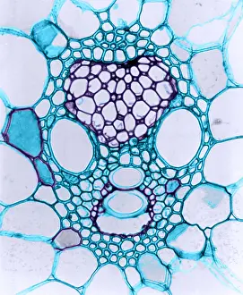 Medical Prints: Corn Stem, light micrograph