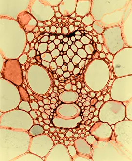 Corn Prints: Corn Stem, light micrograph