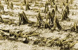 Corn Prints: Cornfield after Hailstorm