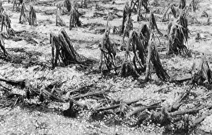 Corn Prints: Cornfield after Hailstorm