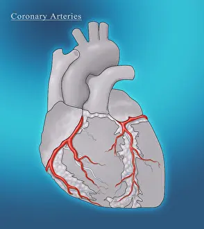 Atrium Prints: Coronary Arteries, Illustration