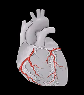 Circulation Prints: Coronary Arteries, Illustration