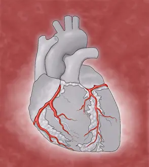 Medical Prints: Coronary Arteries, Illustration