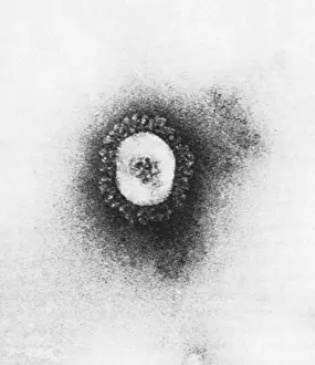 Coronavirus Prints: Coronavirus, TEM