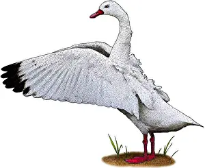 November Prints: Coscoroba Swan