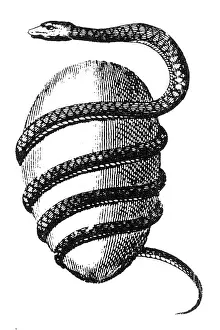 Universe Prints: Cosmology, Orphic Egg, Source of the Universe