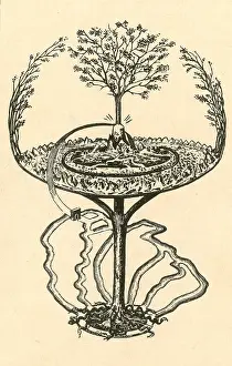 Trending: Cosmology, Yggdrasil, Great Ash Tree