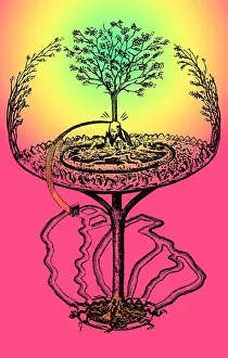 Scandinavia Prints: Cosmology, Yggdrasil, Great Ash Tree