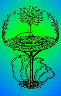 Myth Prints: Cosmology, Yggdrasil, Great Ash Tree