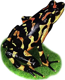 Clown Prints: Costa Rican Variable Harlequin Toad, Illustration