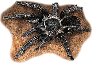 Zebra Prints: Costa Rican Zebra Tarantula, Illustration