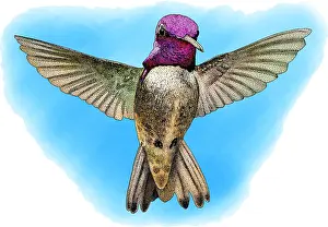 Animals Prints: Costa's Hummingbird, Illustration