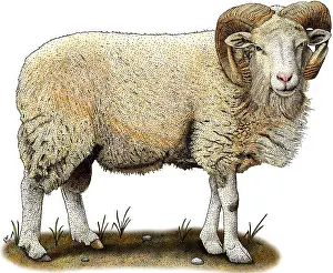 Aries Prints: Cotswold Sheep