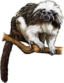 November Prints: Cotton Top Tamarin