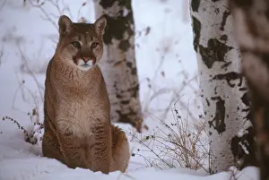 Misc 2 Prints: Cougar