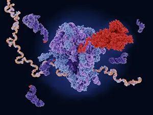 Many Science & Medical Prints: The COVID-19 vaccine mRNA is translated to the viral spike protein in a ribosome