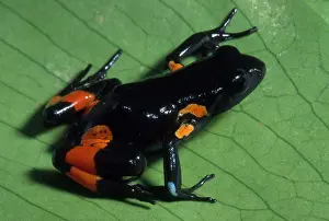 Poisonous Prints: Cowan's Mantella