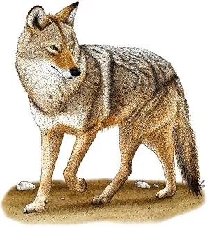 Coyote Prints: Coyote
