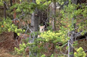 Forest Prints: Coyote in Yellowstone