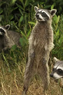 Cozumel raccoon (Procyon pygmaeus)