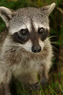 Cozumel raccoon (Procyon pygmaeus)