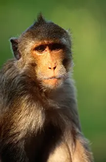 Crab-eating Macaque portrait