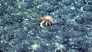 Floor Prints: Crab on Ferromanganese Nodules