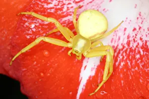 Close Ups Prints: Crab Spider