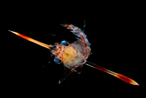 Stage Prints: Crab Zoea