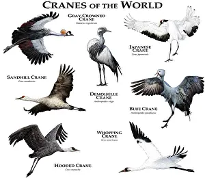 2015 Prints: Cranes of the World