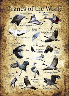 Cranes of the World