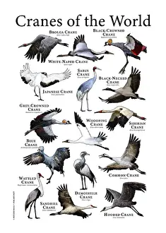 Japan Prints: Cranes of the World