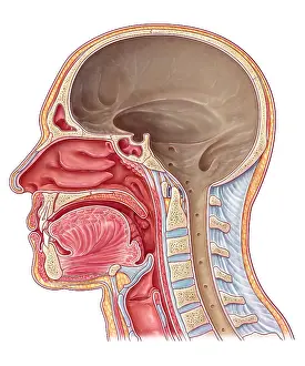 Cross Prints: Cranial Cavity, Illustration