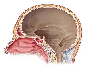 Cross Prints: Cranial Cavity, Illustration