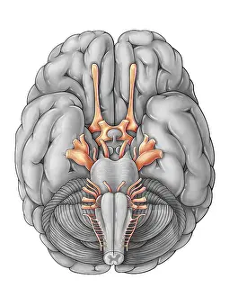 Central Prints: Cranial Nerves, Illustration