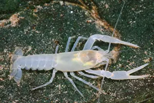 Cambaridae Prints: Crayfish