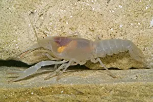 Crayfish Prints: Crayfish