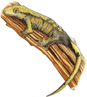 Lizards Prints: Crested Gecko
