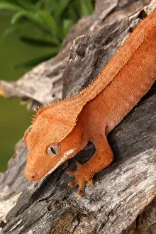 Lizards Prints: Crested Gecko (Correlophus ciliatus)