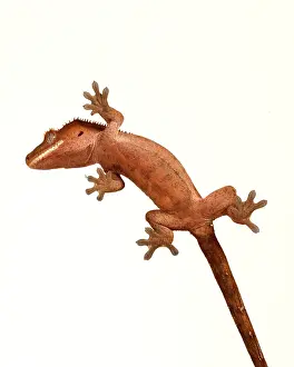 Lizards Prints: Crested Gecko (Correlophus ciliatus)