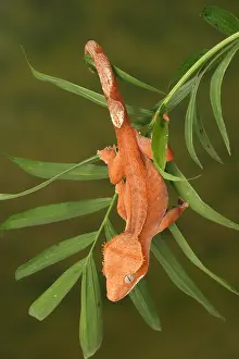Lizard Prints: Crested Gecko (Correlophus ciliatus)