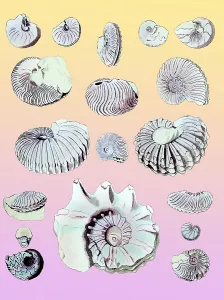 Science Source Collection Prints: Cretaceous Nautili and Ammonite Fossils