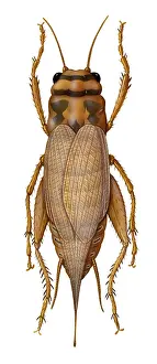 Crickets Prints: Cricket