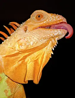 Mutation Prints: Crimson Phase Green Iguana