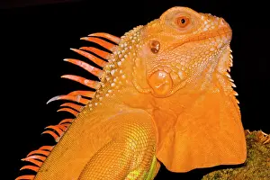 Mutation Prints: Crimson Phase Green Iguana