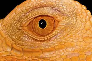 Mutation Prints: Crimson Phase Green Iguana