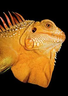 Mutation Prints: Crimson Phase Green Iguana