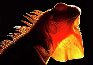 Genetics Prints: Crimson Phase Green Iguana